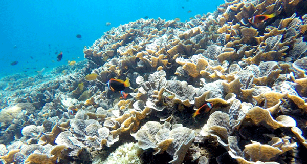nusa-penida-snorkeling-service-tour-travel-600x320