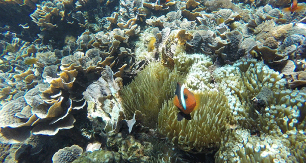 nusa-penida-snorkeling-tour-service-west-600x320